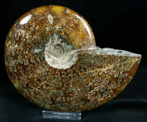 Cleoniceras Ammonite Fossil - Madagascar #7358